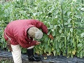 収穫作業をする門屋氏