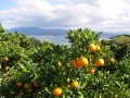 海が見渡せる絶景のみかん畑