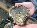 養殖4年目のイワガキ、さらに1年養殖し大きくして出荷