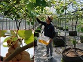 花粉専用園での花蕾収穫の様子