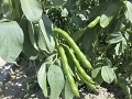ほ場で生育した大野豆