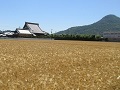 黄金色に色づいたはだか麦