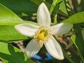 甘い香りを放つ夏みかんの白い花