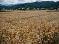 収穫期を迎えた「はだか麦」