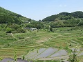 眼下に広がる棚田