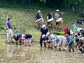 田植え歌に合わせて手植え