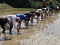 田植えの様子