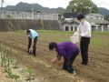 野菜苗の植付けの様子
