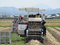大型収穫機により作業効率が大幅に向上