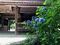 仁王門前の紫陽花
