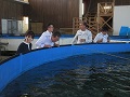 チョウザメを養殖している水槽