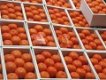 色鮮やかな香川小原紅早生みかん