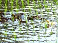 働くアイガモとアヒル
