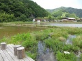 田植え間近の「ビオ田んぼ」
