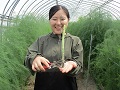 収穫専用のハサミを手にした豊田氏
