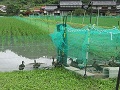 ねぐらから出動するアイガモ