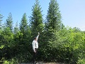 同センター試験地で植えられた「コウヨウザン」