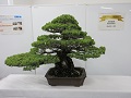 輸出産品の盆栽