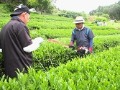 伸びた新芽の収穫風景