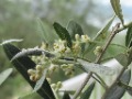 咲き始めたオリーブの花