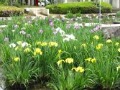 花しょうぶを見ながら公園を散策
