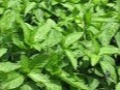 藍の葉