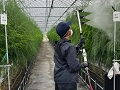 帯電した状態で勢いよく噴霧中