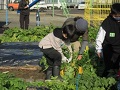 だいこんの収穫