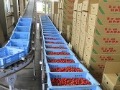 農家から持ち込まれたミニトマト