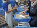 茹であがったしらすをパック詰め