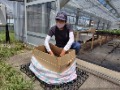 段ボールコンポストにより堆肥化中