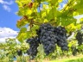 棚栽培_マスカット・ベリーA種