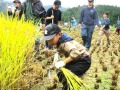 稲刈りスタート