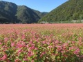 一面に咲き誇るそばの花
