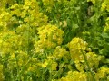 色鮮やかな菜の花