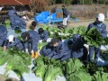 生徒自身が定植した広島菜を収穫