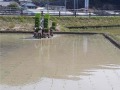 田植えの様子