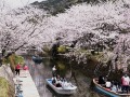 桜並木の舟下り