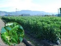 「さや」が空に向かって伸びているそらまめ