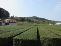 茶畑の様子