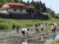 田植えの様子