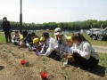 苗植え体験の様子