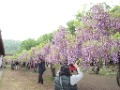 満開の藤公園