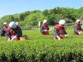 茶摘みの様子
