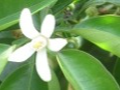 すだちの花