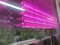 赤青のLEDが特徴の栽培プラント