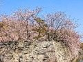 お堀を彩る桜