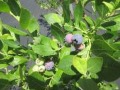 初夏に赤く色づいた実