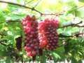 実ったデラウェア