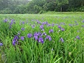 初夏の湿原を飾るカキツバタの群生